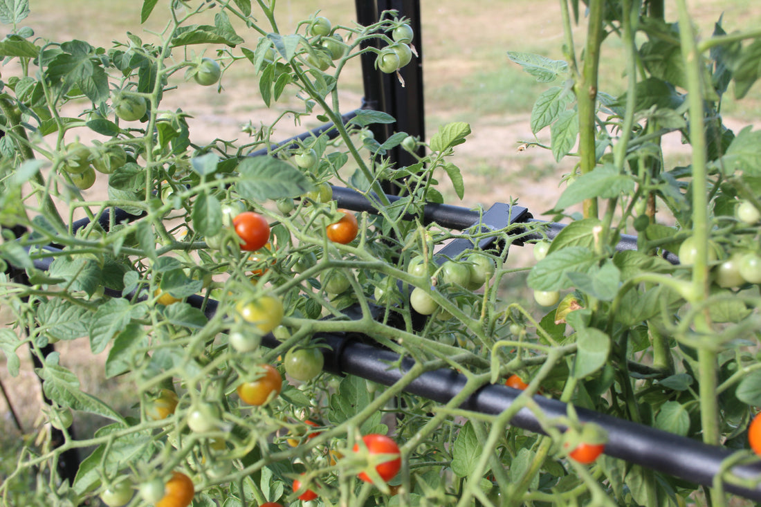Tomato Crop Booster with Cover