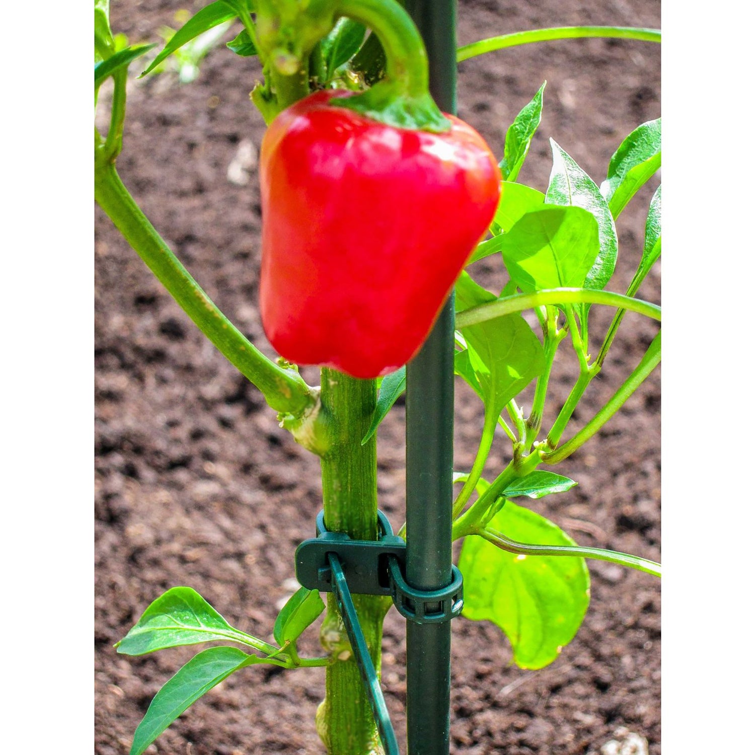 Plant Support Ties - 10"L, 15 pack