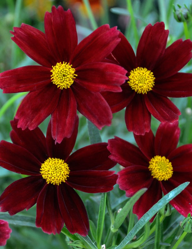 Li’l Bang™ Red Elf Tickseed (Coreopsis x &