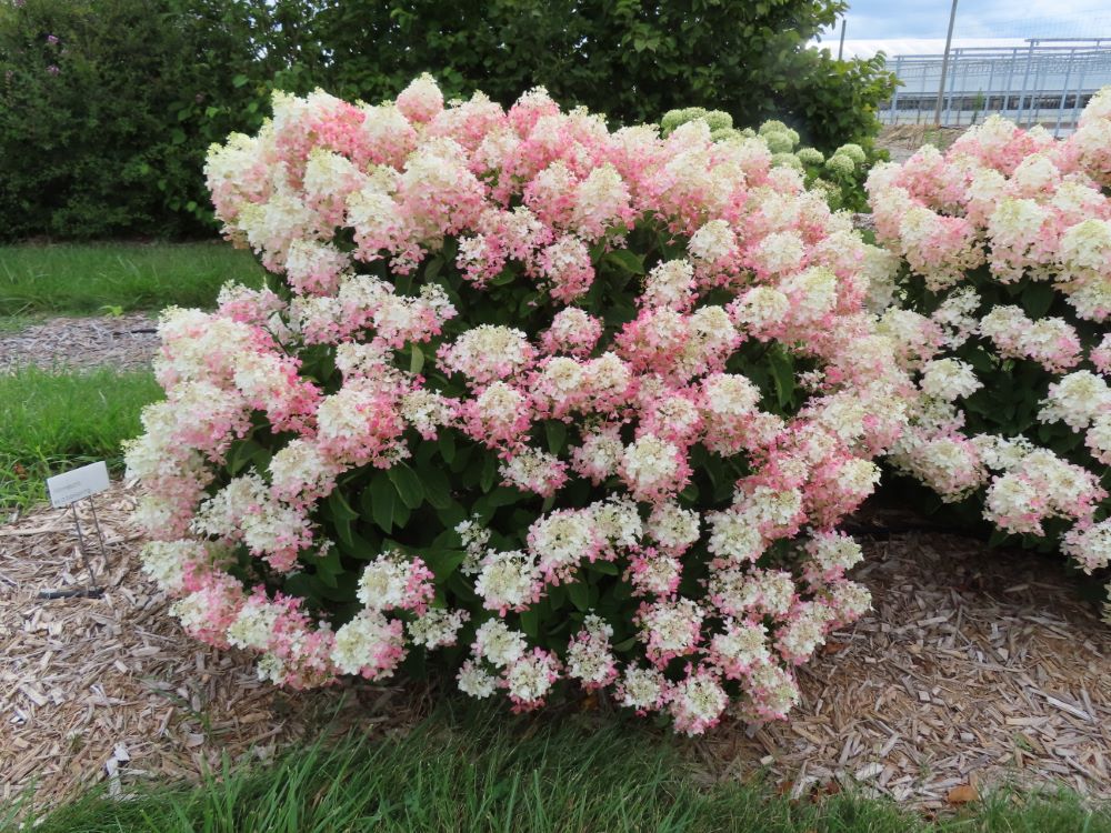 French Manicure™ Hydrangea Paniculata (Hydrangea paniculata &