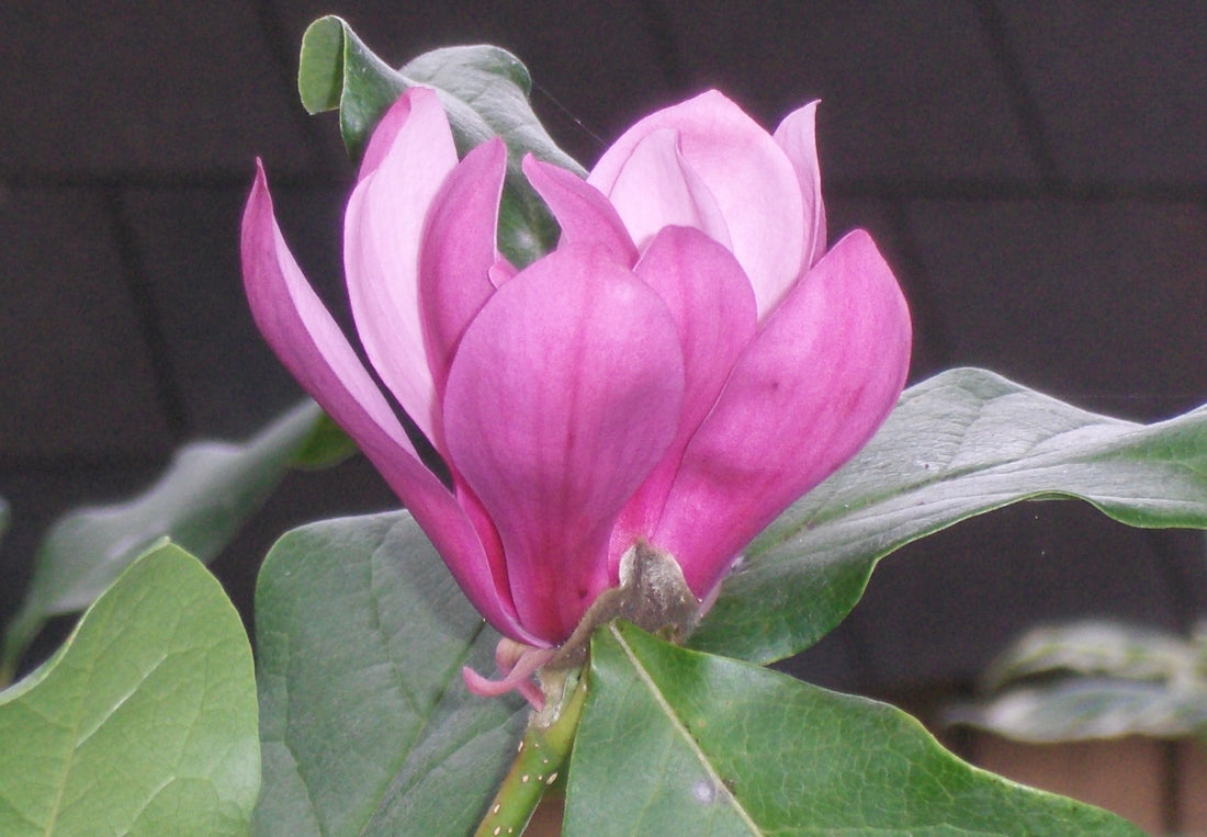 Ann Magnolia (Magnolia x &