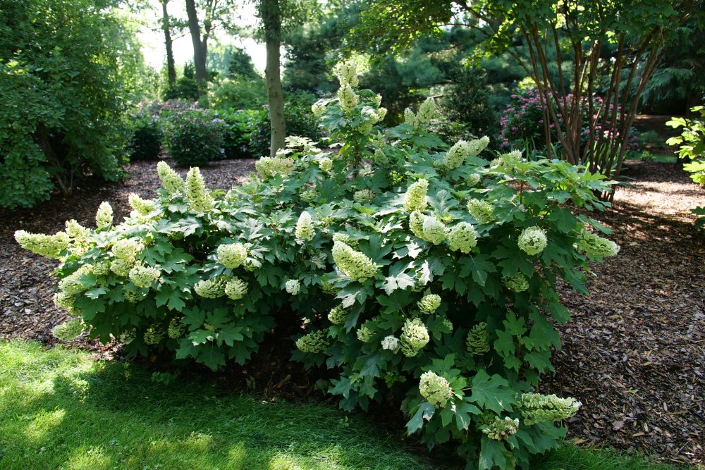 Gatsby Glow Ball® Oakleaf Hydrangea (Hydrangea quercifolia &