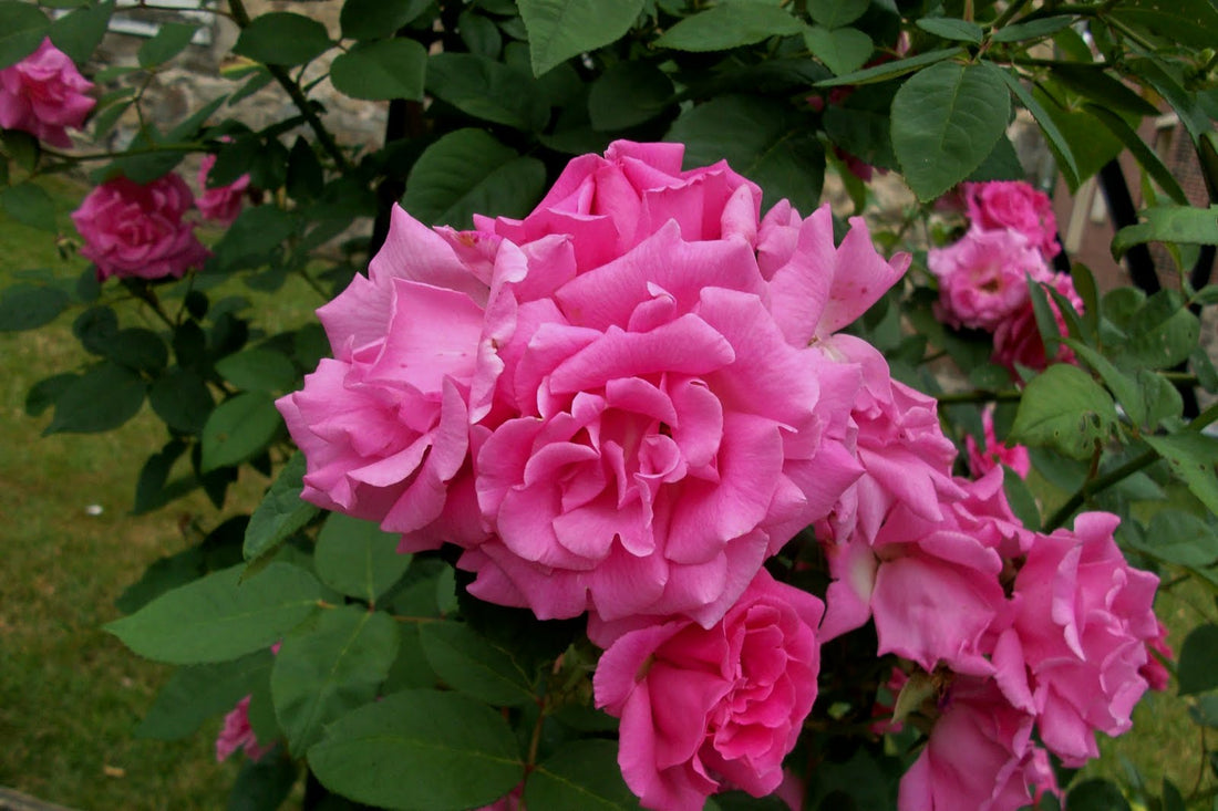 Zephirine Drouhin Climbing Rose (Rosa CL &