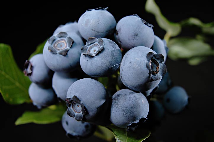 Northland Northern Highbush Blueberry (Vaccinium northland &