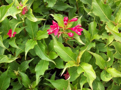 Red Prince Weigela (Weigela florida &