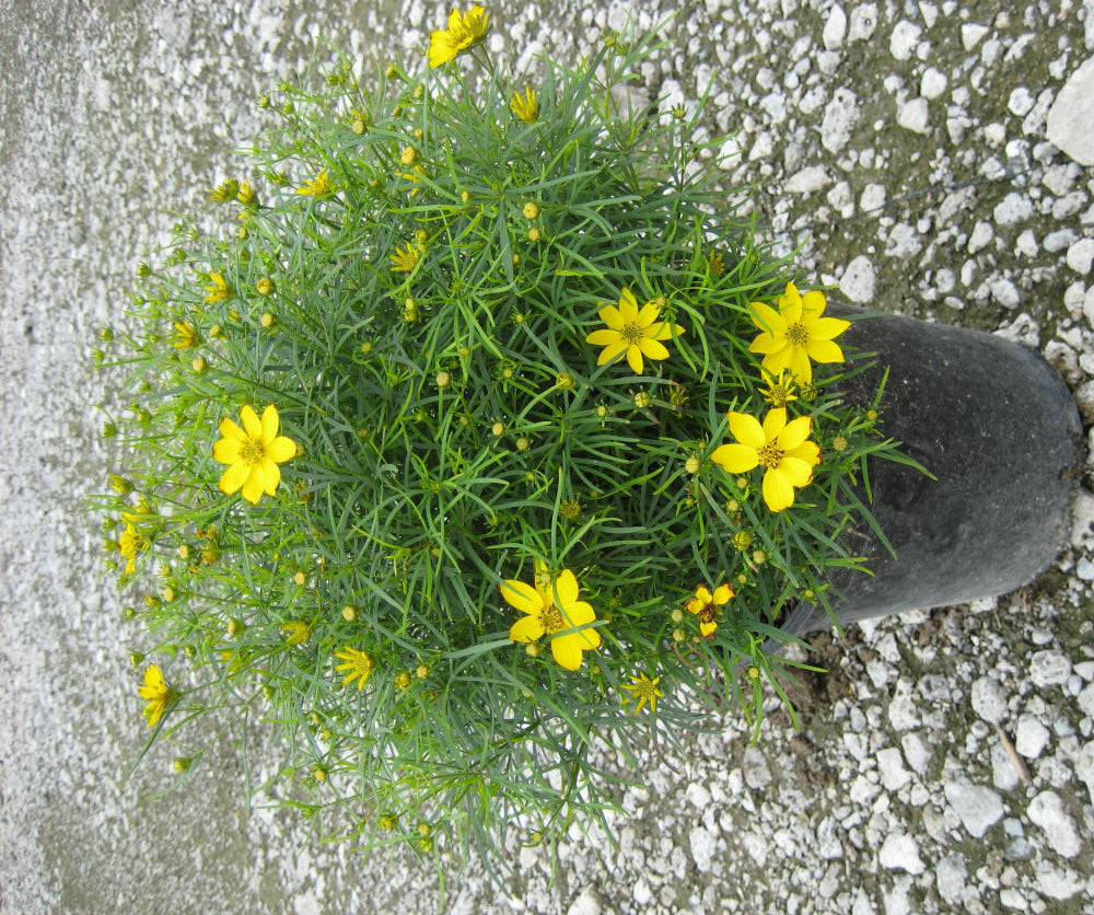 Zagreb Tickseed (Coreopsis verticillata &