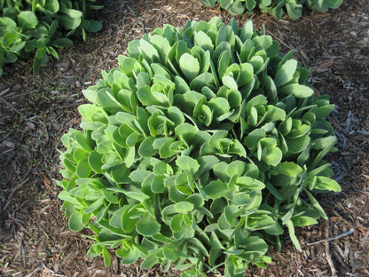 Autumn Joy Stonecrop (Sedum &