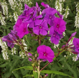 Flame™ Purple Tall Garden Phlox (Phlox paniculata &