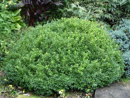 NewGen Liberty Bell™ Boxwood (Buxus newgen &