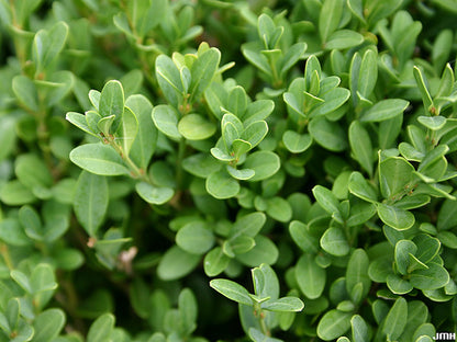 Green Gem Boxwood (Buxus microphylla &