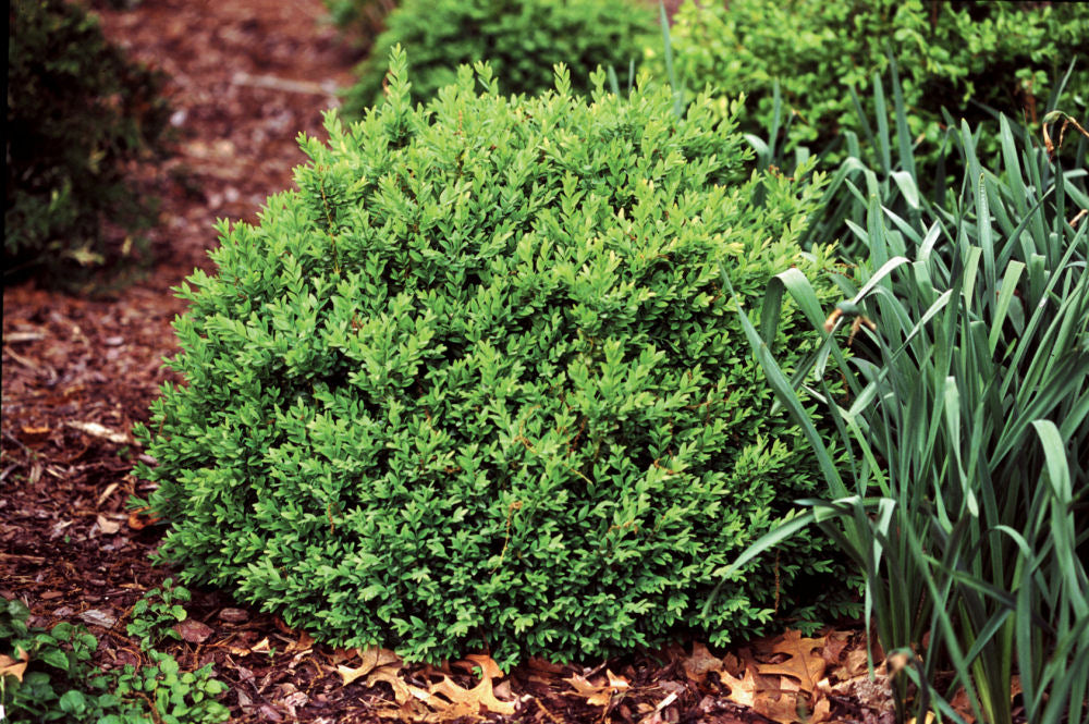 Proven Winners® Color Choice® North Star™ Boxwood (Buxus sempervirens &