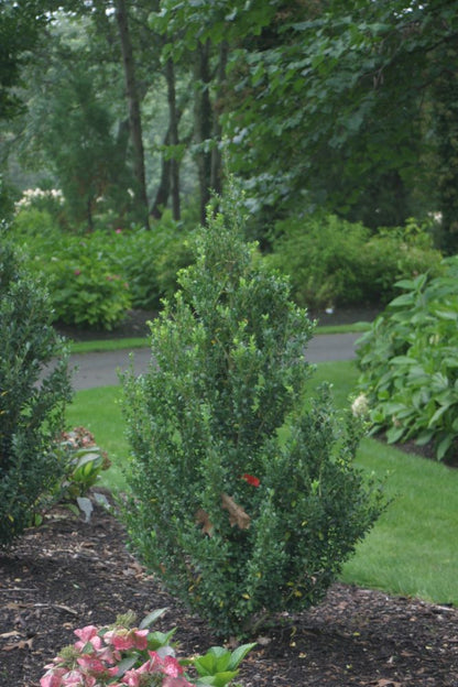 Sky Box™ Japanese Holly (Ilex crenata &