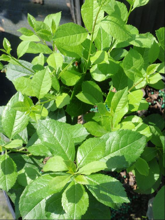 Mr. Poppins® Winterberry Holly (Ilex verticillata &