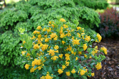 Juiced® Orange Jessamine (Cestrum corymbosum Juiced® Orange) - QT