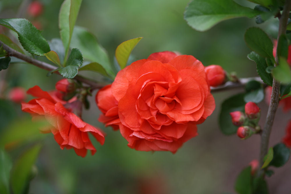 Proven Winners® Color Choice® Double Take Orange™ Quince (Chaenomeles speciosa &