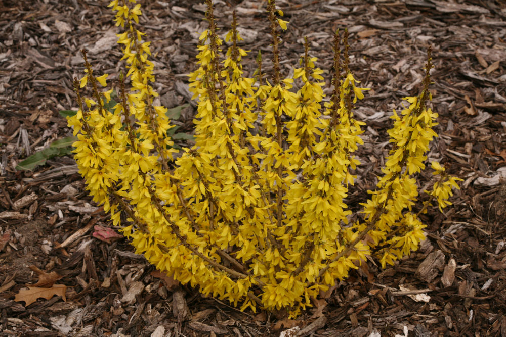 Show Off® Sugar Baby® Forsythia (Forsythia x intermedia &