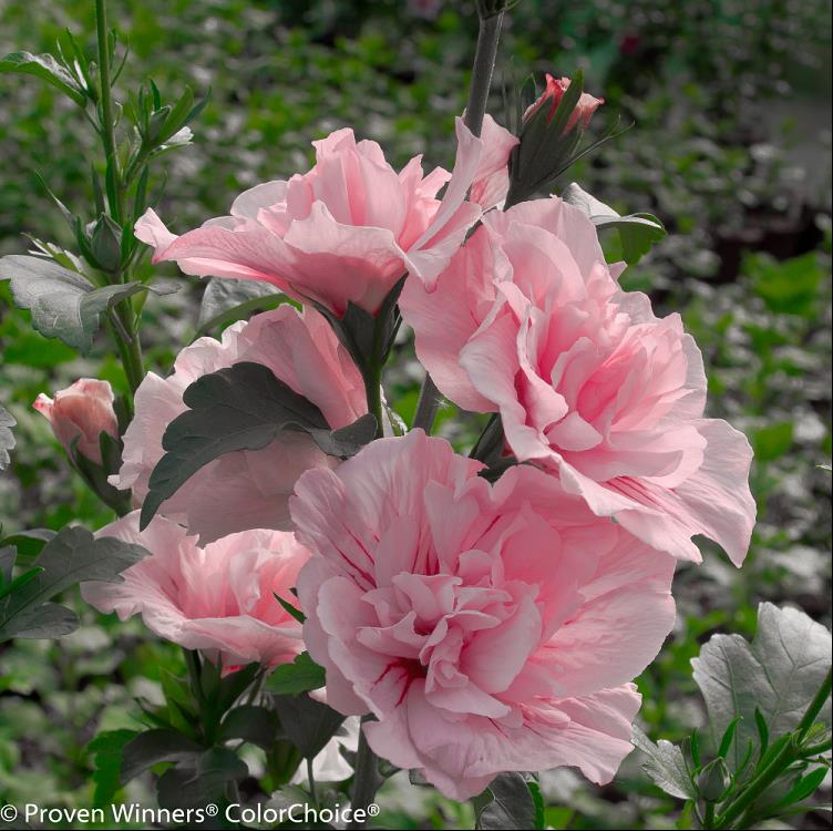 Paraplu® Pure White Rose of Sharon (Hibiscus syriacus &