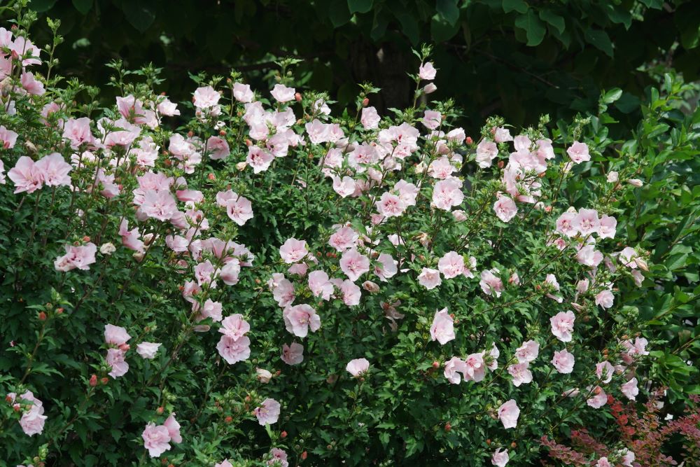 Paraplu® Pure White Rose of Sharon (Hibiscus syriacus &