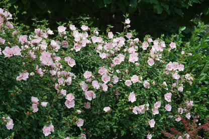 Paraplu® Pure White Rose of Sharon (Hibiscus syriacus &
