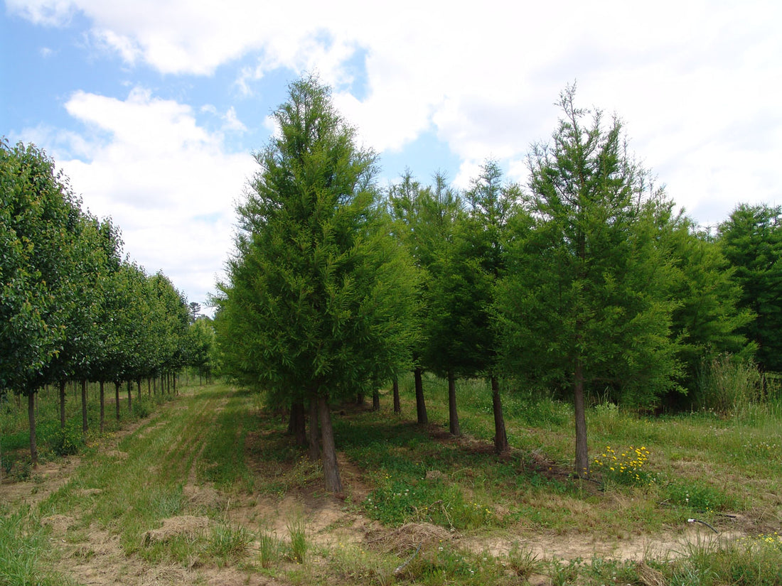 Shawnee Brave™ Baldcypress (Taxodium distichum &