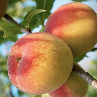Peach Belle of Georgia (Prunus &