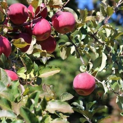 ‘Fuji’ Apple (Malus &