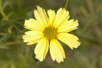 Creme Brulee™ Tickseed (Coreopsis verticillata &