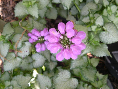 Purple Dragon Spotted Deadnettle (Lamium M &