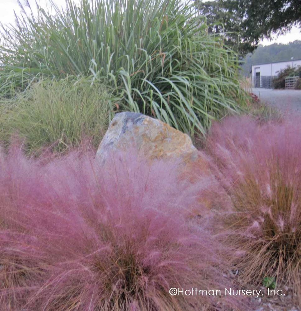 Pink Muhly Grass (MUHLENBERGIA &