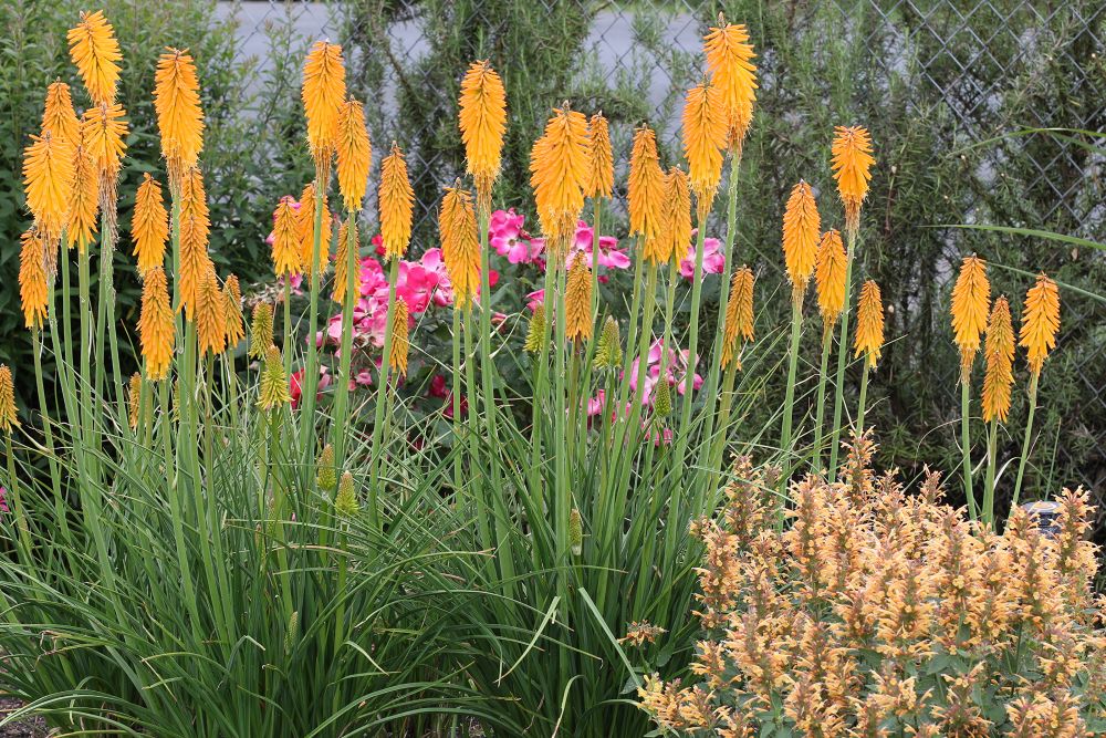 Mango Popsicle Dwarf Poker (Kniphofia mango &