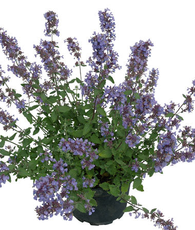 Cat’s Meow Catmint (Nepeta F &