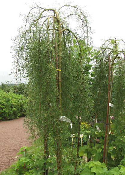 Walker Weeping Siberian Peashrub (Caragana arborescens &