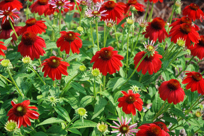 Sombrero Salsa Red Coneflower (Echinacea x purpurea &