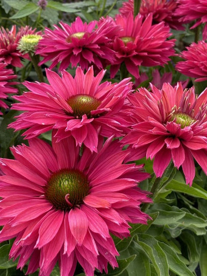 Sunseekers™ ‘Sweet Fuchsia’ Coneflower (Echinacea Sunseekers &