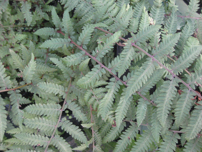 Burgundy Lace Painted Fern (Athyrium niponicum &