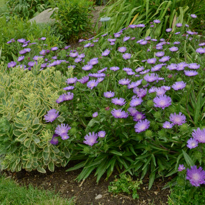Honeysong Purple Stoke’s Aster (Stokesia L &