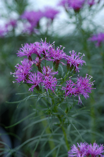 Iron Butterfly Narrow-leaf Ironweed (Vernonia lettermannii &