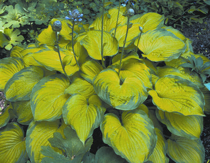Old Glory Plantain Lily (Hosta &