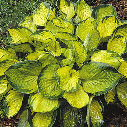 Rainforest Sunrise Plantain Lily (Hosta rainforest &