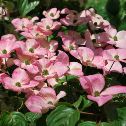 Pink Chinese Dogwood (Cornus kousa &
