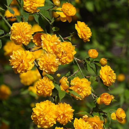 Double Flowered Japanese Rose (Kerria japonica &