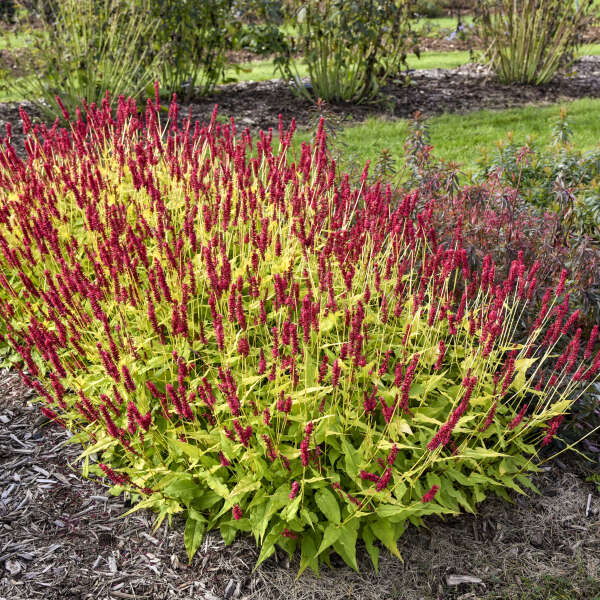Glowing Reviews Mountain Fleece (Persicaria amplexicaulis &