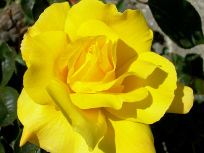 Golden Showers™ Climbing Rose (Rosa CL &