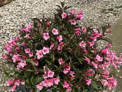 Sonic Bloom® Wine Weigela (Weigela sonic &