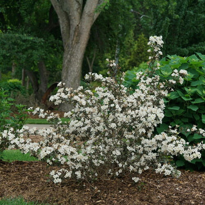 Wine &amp; Spirits® Weigela (Weigela florida &