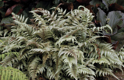 Japanese Painted Fern (Athyrium nipponicum &
