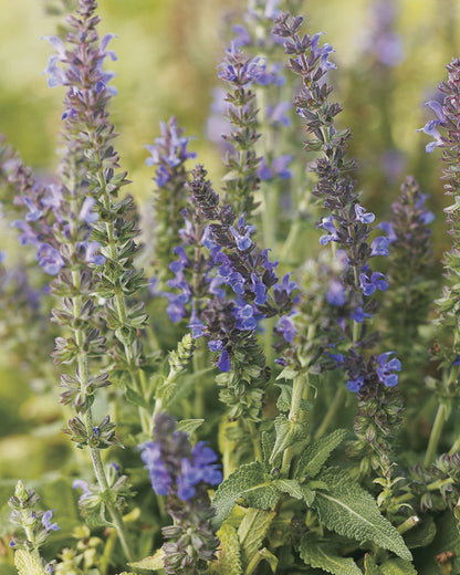 Marcus™ Meadow Sage (Salvia x &