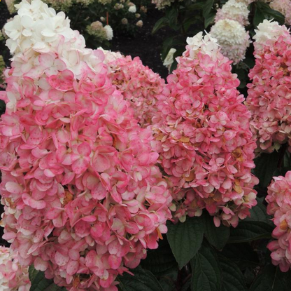 Magical® Ruby Snow Hydrangea  (Hydrangea &