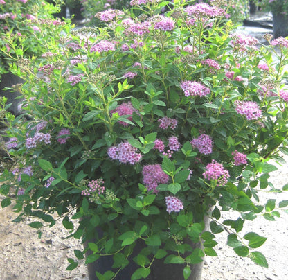 Little Princess Spiraea (Spiraea japonica &