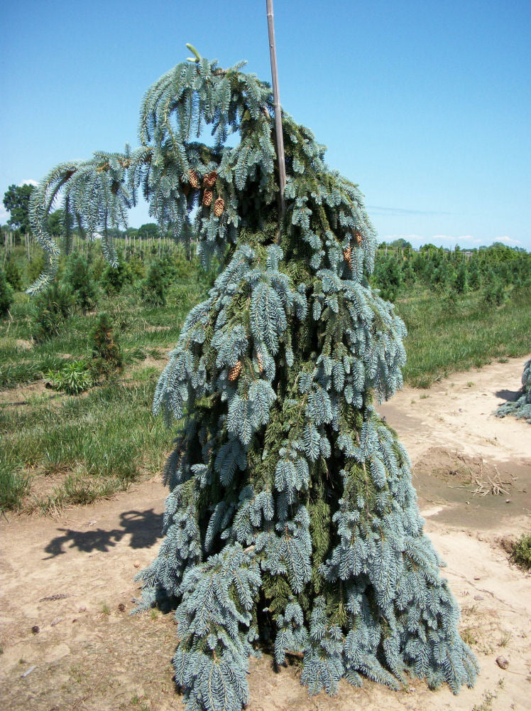 Weeping White Spruce (Picea glauca &